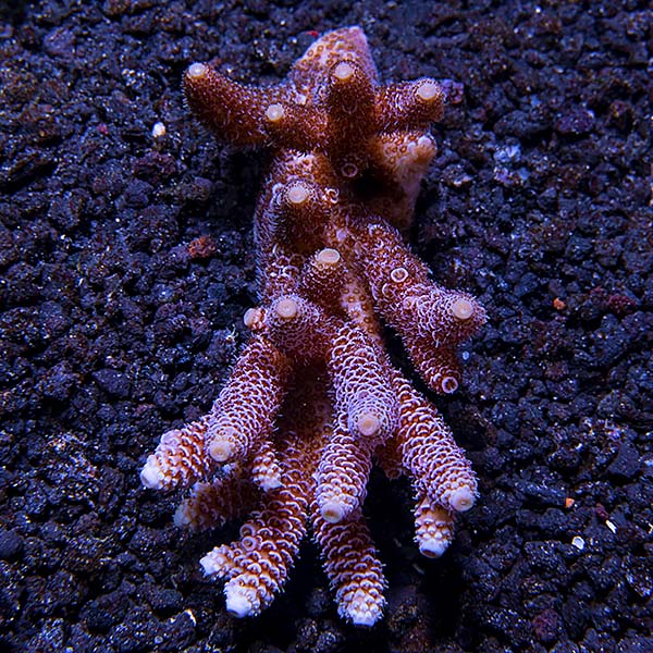 Assorted Aussie Acropora Coral 3 Pack