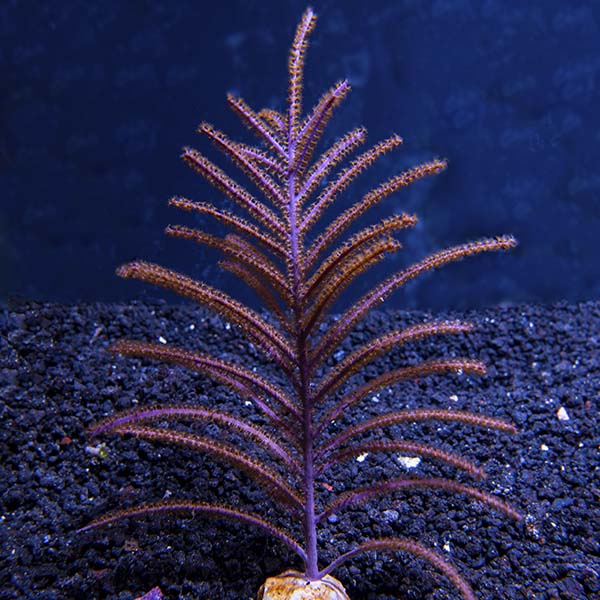 Assorted Maricultured Sea Fan 3 Pack