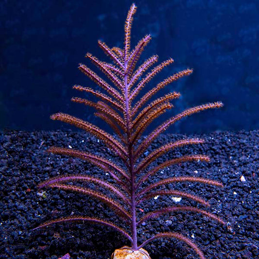 Assorted Maricultured Sea Fan 3 Pack