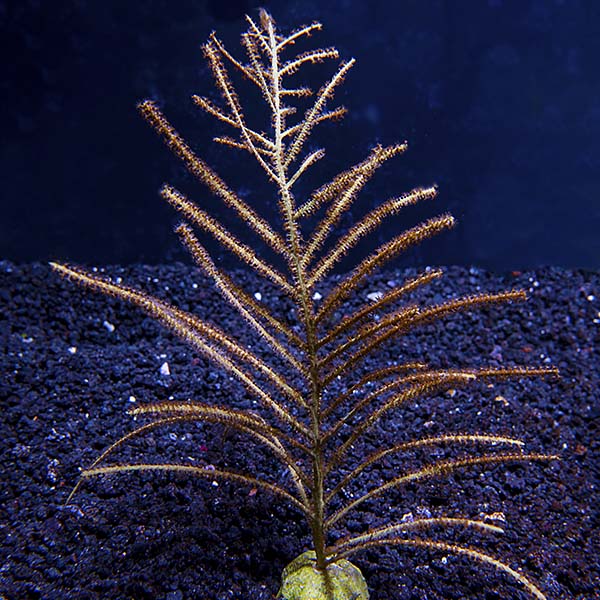 Assorted Maricultured Sea Fan 3 Pack