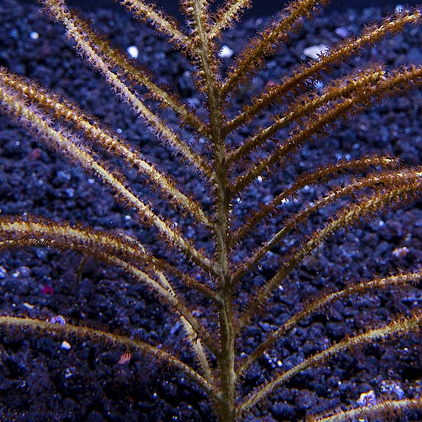 Assorted Maricultured Sea Fan 3 Pack