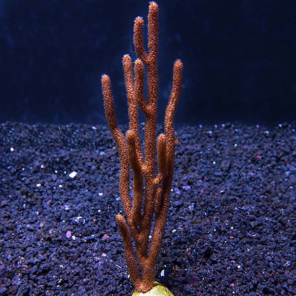 Assorted Maricultured Sea Fan 3 Pack