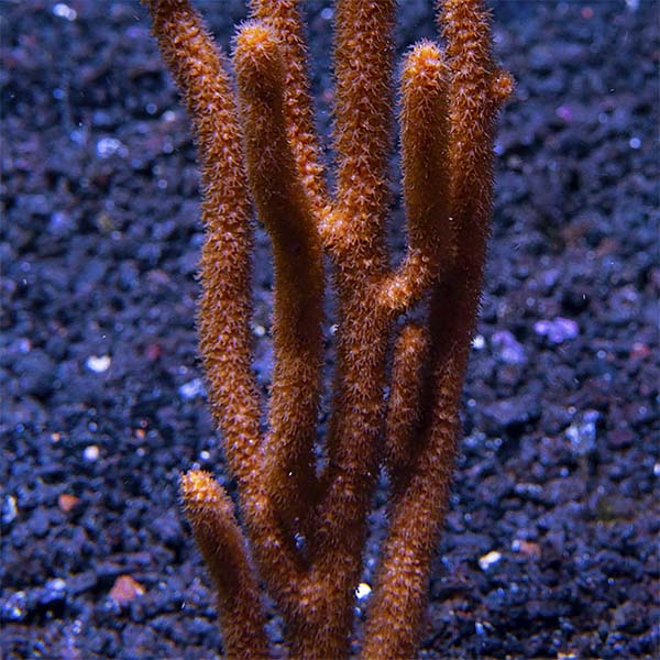 Assorted Maricultured Sea Fan 3 Pack