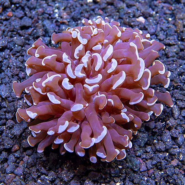 Hammer / Anchor Coral