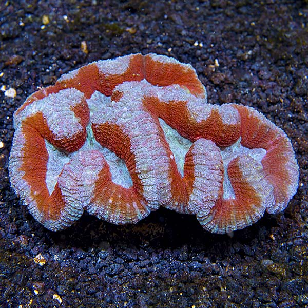 Brain Coral, Lobophyllia