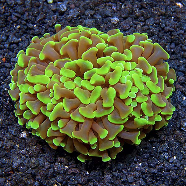 Hammer / Anchor Coral