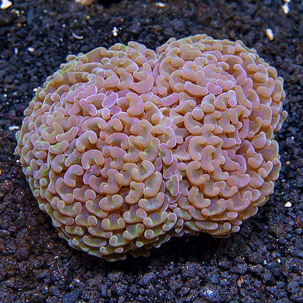 Hammer / Anchor Coral