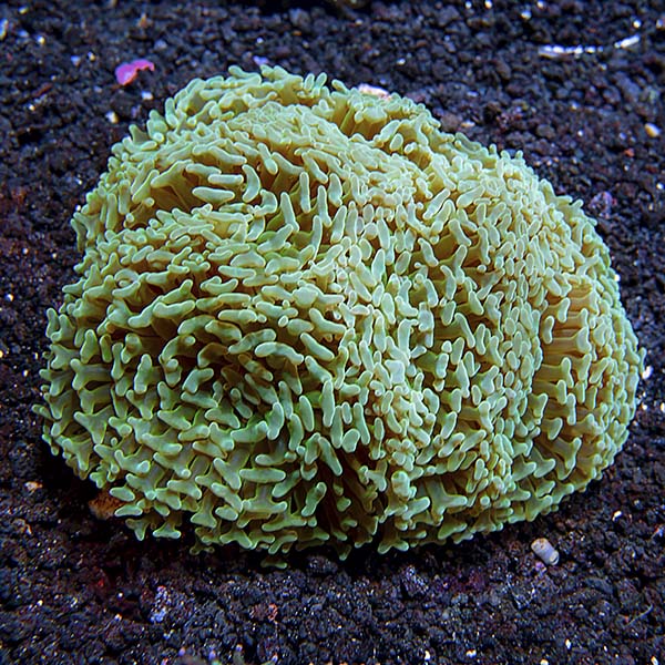 Hammer / Anchor Coral