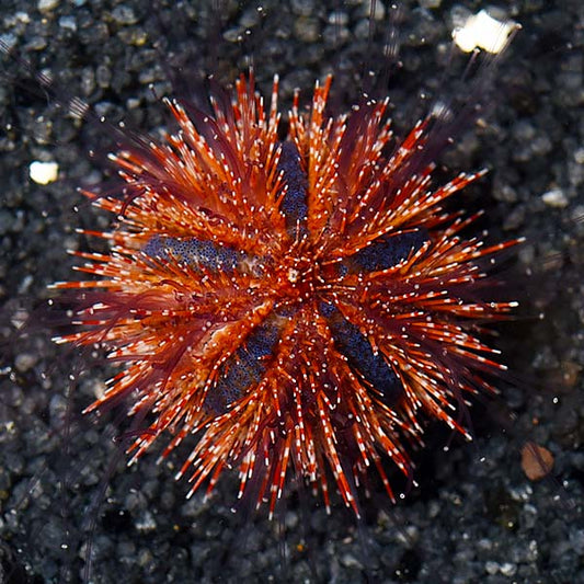 Aquacultured Red Tuxedo Urchin