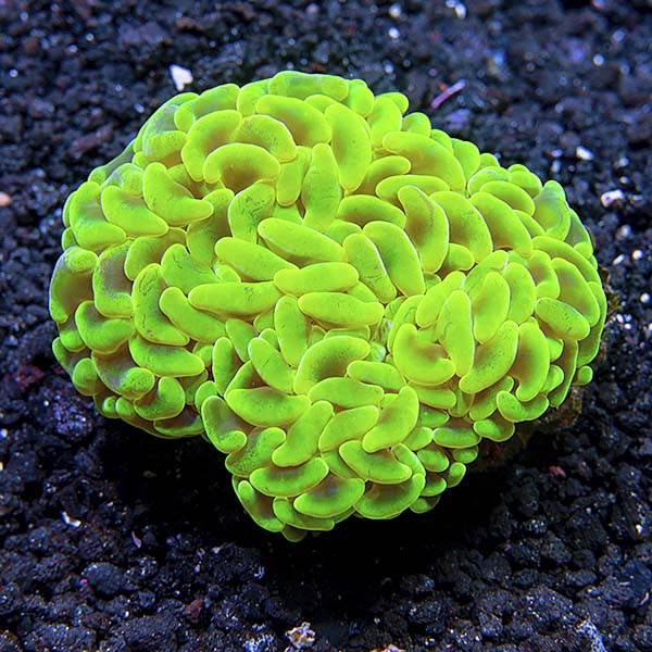 Hammer / Anchor Coral