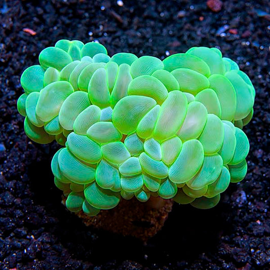 Bubble Coral, Green