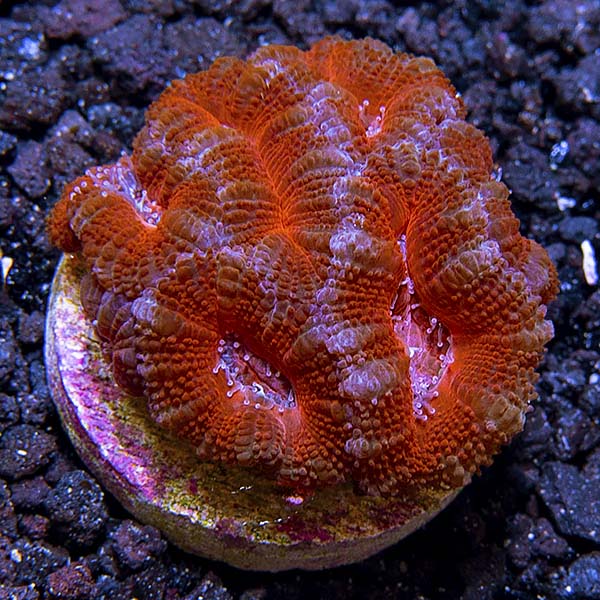Premium Aquacultured LPS Frag Packs
