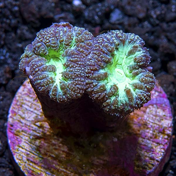 Premium Aquacultured LPS Frag Packs