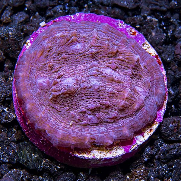 Premium Aquacultured LPS Frag Packs