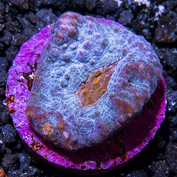 Premium Aquacultured LPS Frag Packs