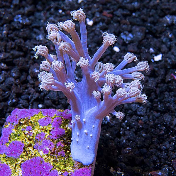 Premium Aquacultured Beginner Soft Coral Packs