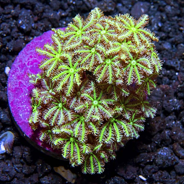 Premium Aquacultured Beginner Soft Coral Packs