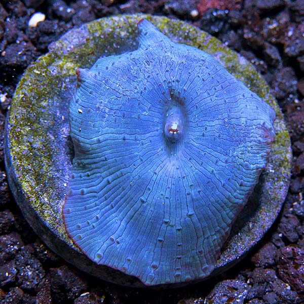 Premium Aquacultured Beginner Soft Coral Packs