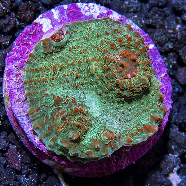 Premium Aquacultured LPS Frag Packs