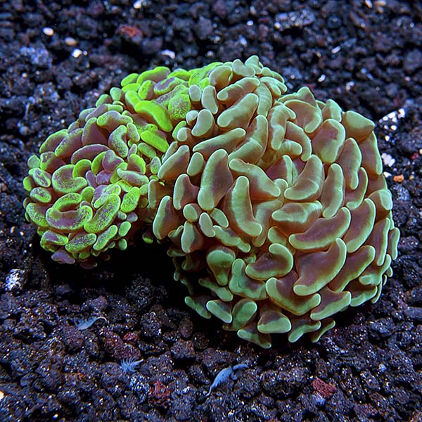 Hammer / Anchor Coral