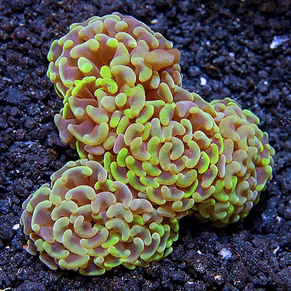 Hammer / Anchor Coral, Branching