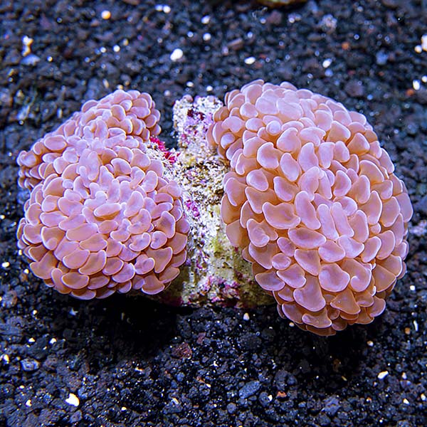 Hammer / Anchor Coral, Branching