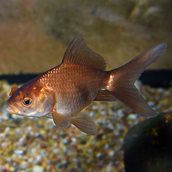 Chocolate Pom Pom Goldfish – LiveAquaria