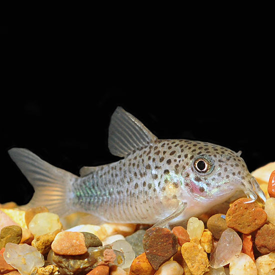Similis Corydoras Catfish Group: Tropical Fish for Freshwater Aquariums ...