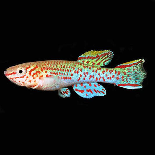 Gardneri Panchax Killifish Male, Captive-Bred