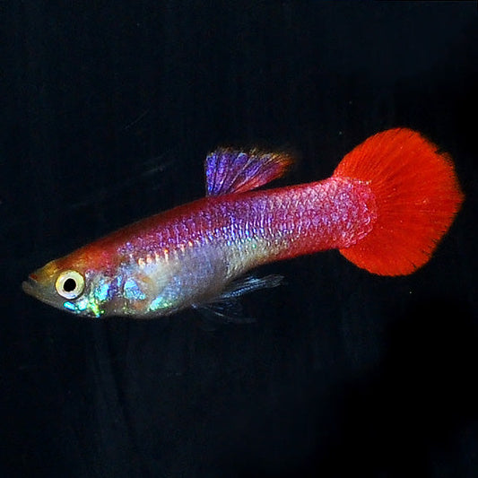 Red Coral Guppy, Male