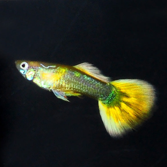Yellow Sunrise Guppy, Male