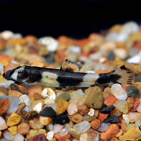 Panda Loach: Tropical Fish for Freshwater Aquariums – LiveAquaria