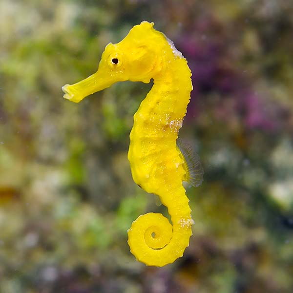 Reidi Seahorse, Captive-Bred