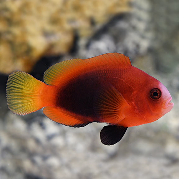 Proaquatix Captive-Bred Cinnamon Clownfish