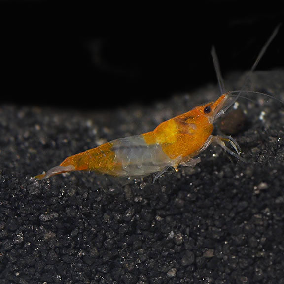 Orange Rili Shrimp: Tropical Fish, Invertebrates, and Amphibians for ...