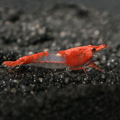 Red & Blue Rili Shrimp: Tropical Fish, Invertebrates, and Amphibians ...
