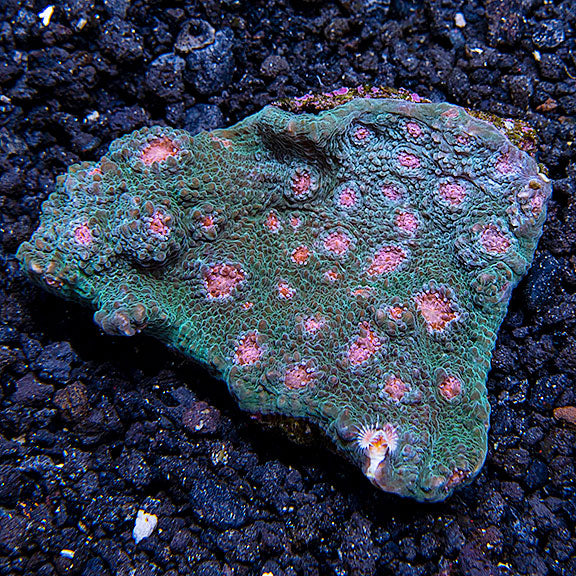 Chalice Coral, Green & Pink Eyes