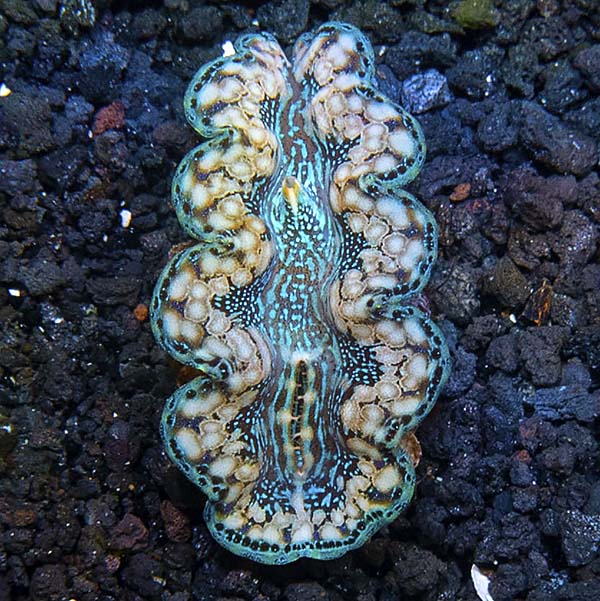 Hybrid Crocea Clam, Aquacultured