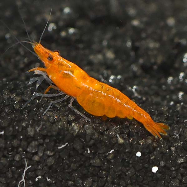 Pumpkin Shrimp: Tropical Fish, Invertebrates, and Amphibians for ...
