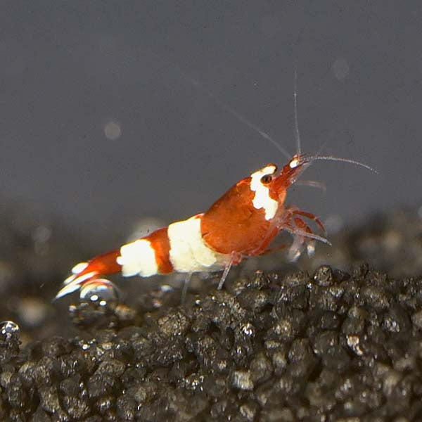 Red Panda Shrimp: Tropical Fish, Invertebrates, and Amphibians for ...