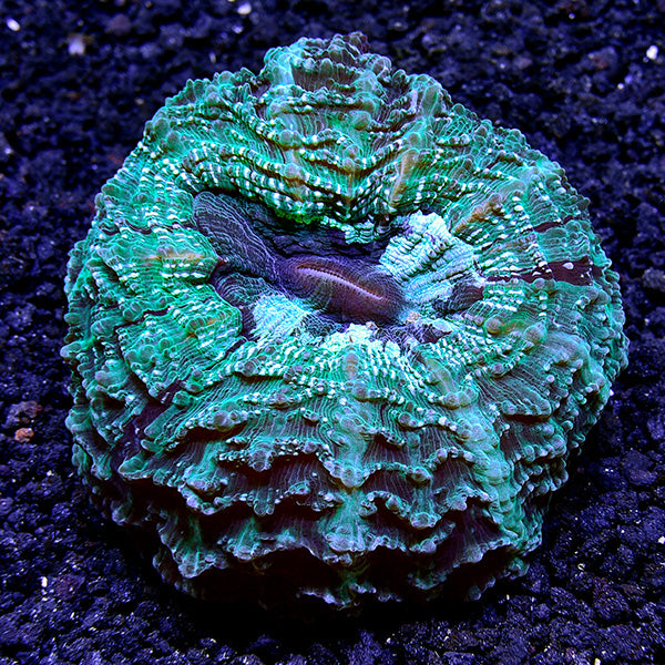 Doughnut Coral