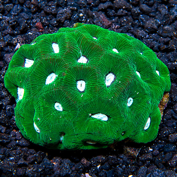Goniastrea Coral, Green with Neon Green Centers