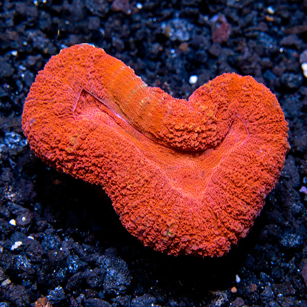 Australian Open Brain Coral, Super Red
