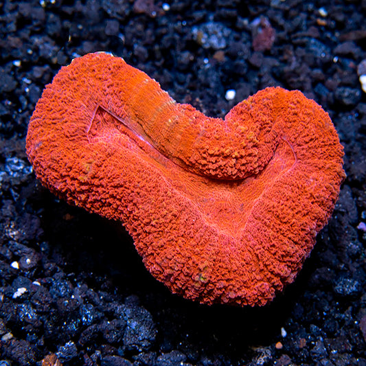 Australian Open Brain Coral, Super Red