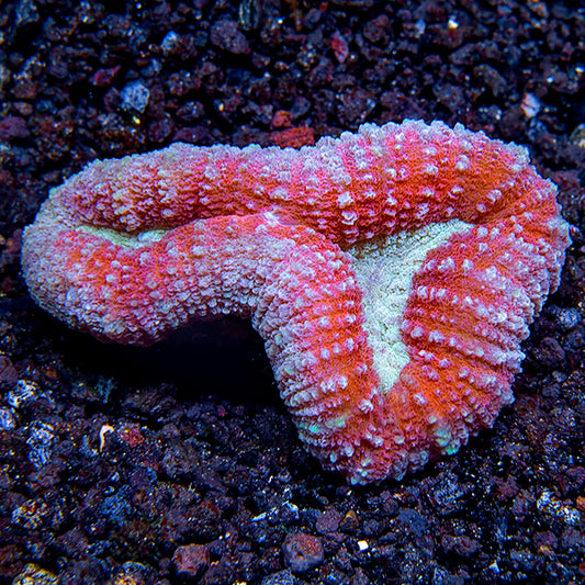 Open Brain Coral, Colored