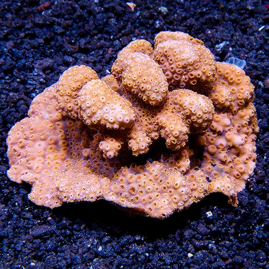 Green Maldivensis Pavona Coral