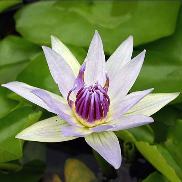 5x5 Tropical with Sun Pond Plant Starter Pack