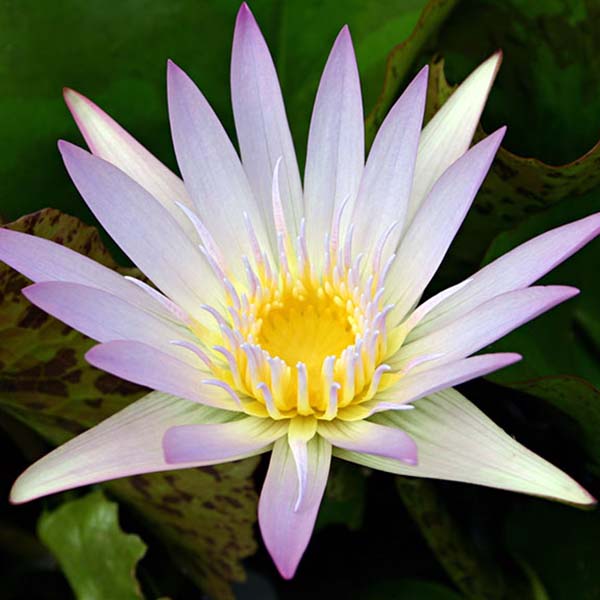 5x5 Tropical with Partial Shade Pond Plant Starter Pack