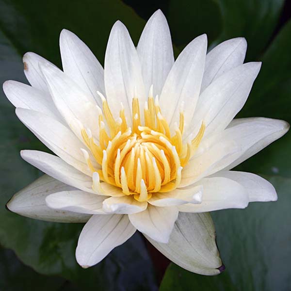 8 x 10 Tropical Sun Pond Plant Variety Pack