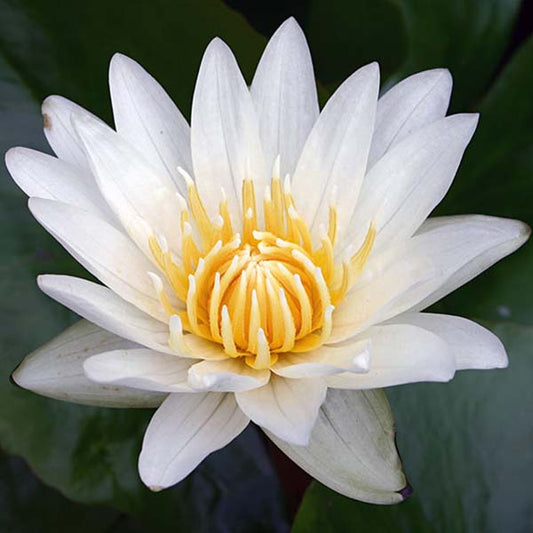 8 x 10 Tropical Sun Pond Plant Variety Pack